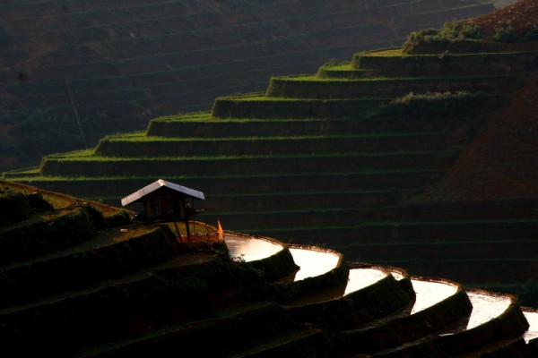 Terraces field in Mu Cang Chai